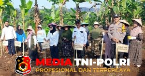Polsek Caringin Polres Bogor Gelar Penanaman Jagung pipih Dukung Program Swasembada Pangan.