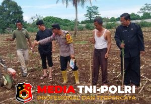 Polsek Rumpin Bersama Warga Mekarsari Tanam Jagung Hibrida Dukung Ketahanan Pangan Nasional