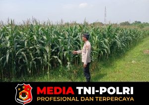 Ketahanan Pangan Polda Metro Jaya: Tanaman Jagung di Cikarang Pusat Berkembang Pesat, Panen Siap di Awal Tahun 2026