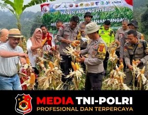 Kapolsek Babakan Madang Polres Bogor Panen Jagung Bersama Petani Jagung Bojong Koneng