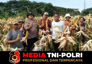 Polsek Babakan Madang Bersama Poktan Pancar Harapan Panen Jagung