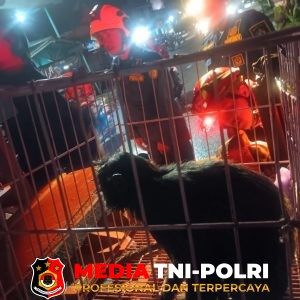 Monyet Ekor Panjang Tersengat Listrik, Damkar Kotim Lakukan Penyelamatan