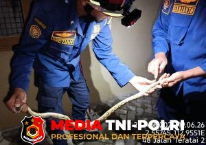 Ular Sanca Masuk Permukiman Warga Ketapang, Damkar Kotim Lakukan Evakuasi Cepat