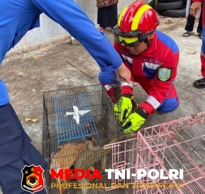 Iguana Lepas di Permukiman Warga, Damkarmat Kotim Lakukan Evakuasi