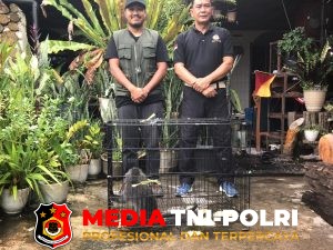 Lutung Abu-abu Terluka Akibat Diduga Tersetrum, BKSDA Resort Sampit Lakukan Pelepasliaran di Habitat Alami