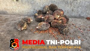 Satreskrim Polres Kotim Amankan Pelaku Pencurian Buah Sawit di PT SKD
