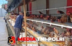 Lapas Kelas IIB Sampit Kembangkan Budidaya Ayam Petelur untuk Pembinaan Kemandirian Warga Binaan