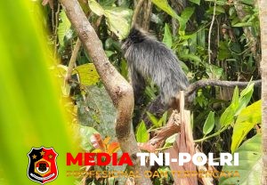 BKSDA Resort Sampit Terima Lutung Abu-Abu dari Disdamkarmat Kotim, Langsung Dilepasliarkan di Seranau