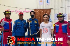 Damkar Kotim Evakuasi Ular Sanca Batik di Plafon Rumah Warga