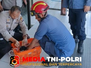 Damkar Kotim Evakuasi Kucing dengan Borgol di Leher, Pelepasan Dibantu Polisi