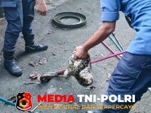 Mangsa Dua Ekor Ayam, Damkarmat Kotim Evakuasi Ular Sanca Kembang di Kandang Milik Warga