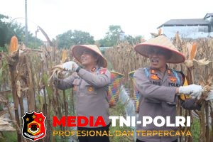 Kapolres Kotim Hadiri Panen Jagung Serentak Kuartal II Digelar di Lahan Kelompok Tani Dewi Sartika Sampit