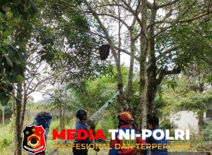 Damkarmat Kotim Evakuasi Sarang Lebah Madu di Permukiman Warga Pasir Putih