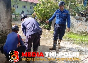 Ular Sanca Batik Masuk Rumah Warga, Damkarmat Kotim Lakukan Evakuasi