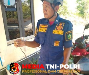 Damkarmat Kotim Evakuasi Ular Tali Picis dari Dalam Lemari Rumah Warga