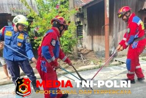 Damkarmat Kotim Berhasil Evakuasi Biawak Air di Teras Rumah Warga