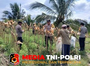 Polsek Telawang Sukses Panen Jagung Di Lahan Warga Desa Penyang