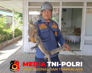 Biawak Masuk Rumah Warga Ketapang, Satu Orang Alami Luka Ringan