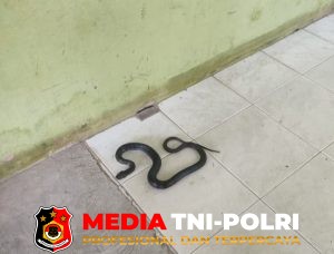 Ular Kadut Masuk Teras Rumah Warga Baamang Tengah, Damkarmat Kotim Lakukan Evakuasi Cepat