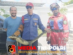 Damkarmat Kotim Evakuasi Biawak Air dari Rumah Warga di Jalan Mihun Dehen
