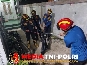 Damkarmat Kotim Evakuasi Ular King Kobra Sepanjang Dua Meter di Halaman Rumah Warga Baamang