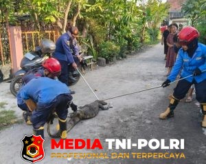 Biawak Air Masuk Halaman Rumah Warga Baamang Tengah, Damkarmat Kotim Lakukan Evakuasi