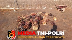 Polsek Ketapang Ungkap Kasus Pencurian Buah Sawit di Kebun Masyarakat
