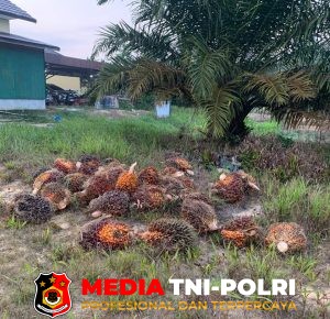 Unit Reskrim Polsek Mentaya Hulu Amankan 2 Pelaku Pencurian TBS Sawit di Kebun PT AKPL Sinarmas Group