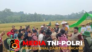 Kapolsek Menyuke - Kapolsek Menyuke Dampingi Bupati Landak Ikuti Kegiatan Panen Raya Padi di Banyuke Hulu