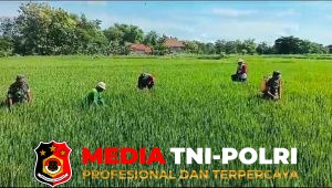 Kawal Padi MT III, Babinsa Karangmalang Turun Langsung ke Sawah
