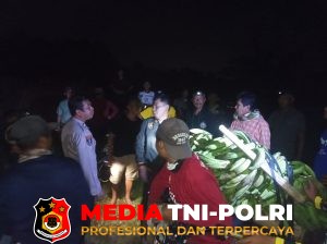 Gerak Cepat SPKT, Pamapta dan Reskrim Polres Tanggamus Amankan Terduga Pencuri 11 Tandan Pisang di Kota Agung Timur