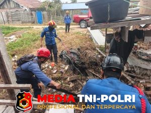 Ular Sanca Batik Masuk Kandang Ayam, Damkar Kotim Gerak Cepat Lakukan Evakuasi