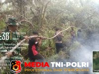 Hotspot Terdeteksi - Hotspot Terdeteksi di Penyompa, 5 Hektare Lahan Terbakar Berhasil Dipadamkan