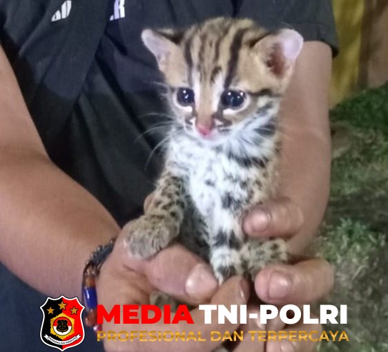 BKSDA Resort - BKSDA Resort Sampit Terima Seekor Anak Kucing Hutan dari Warga