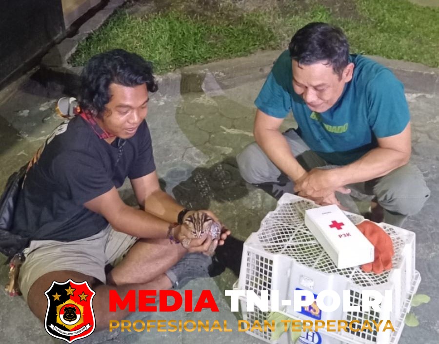 BKSDA Resort - BKSDA Resort Sampit Terima Seekor Anak Kucing Hutan dari Warga
