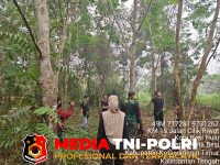 BKSDA Resort - BKSDA Resort Sampit Pantau Kemunculan Orangutan di Dua Lokasi di Kotim