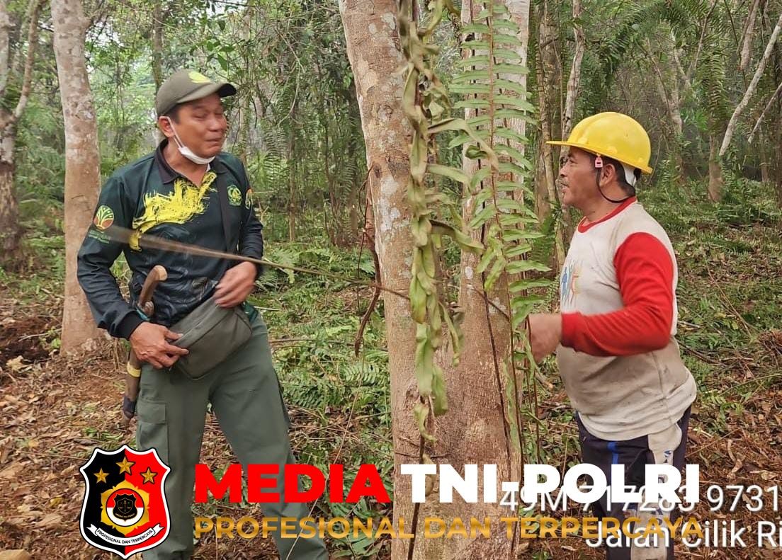 BKSDA Resort - BKSDA Resort Sampit Pantau Kemunculan Orangutan di Dua Lokasi di Kotim
