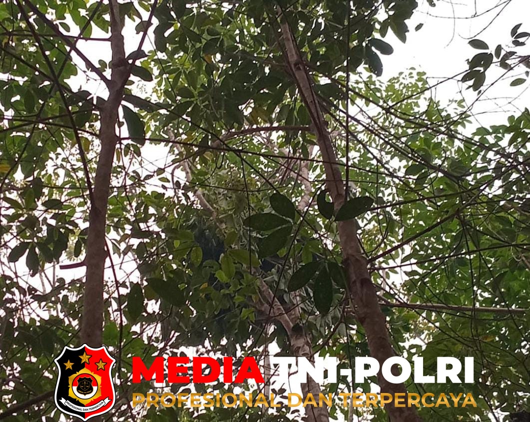 BKSDA Resort - BKSDA Resort Sampit Pantau Kemunculan Orangutan di Dua Lokasi di Kotim