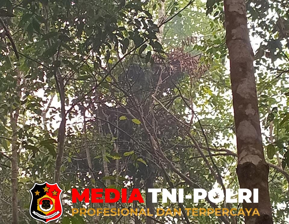 BKSDA Resort - BKSDA Resort Sampit Lakukan Observasi Keberadaan Orangutan di Kebun Karet dan Rotan Milik Warga Desa Kandan