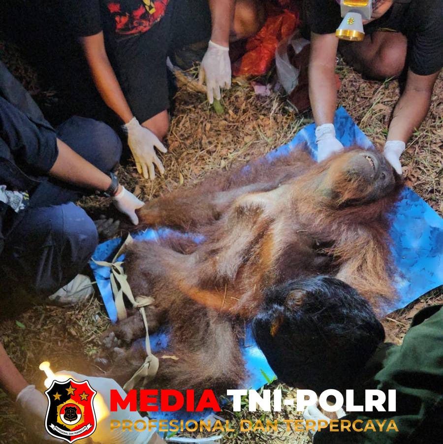 Karhutla - BKSDA dan OFI Evakuasi Orangutan di Bekas Lokasi Karhutla Sampit