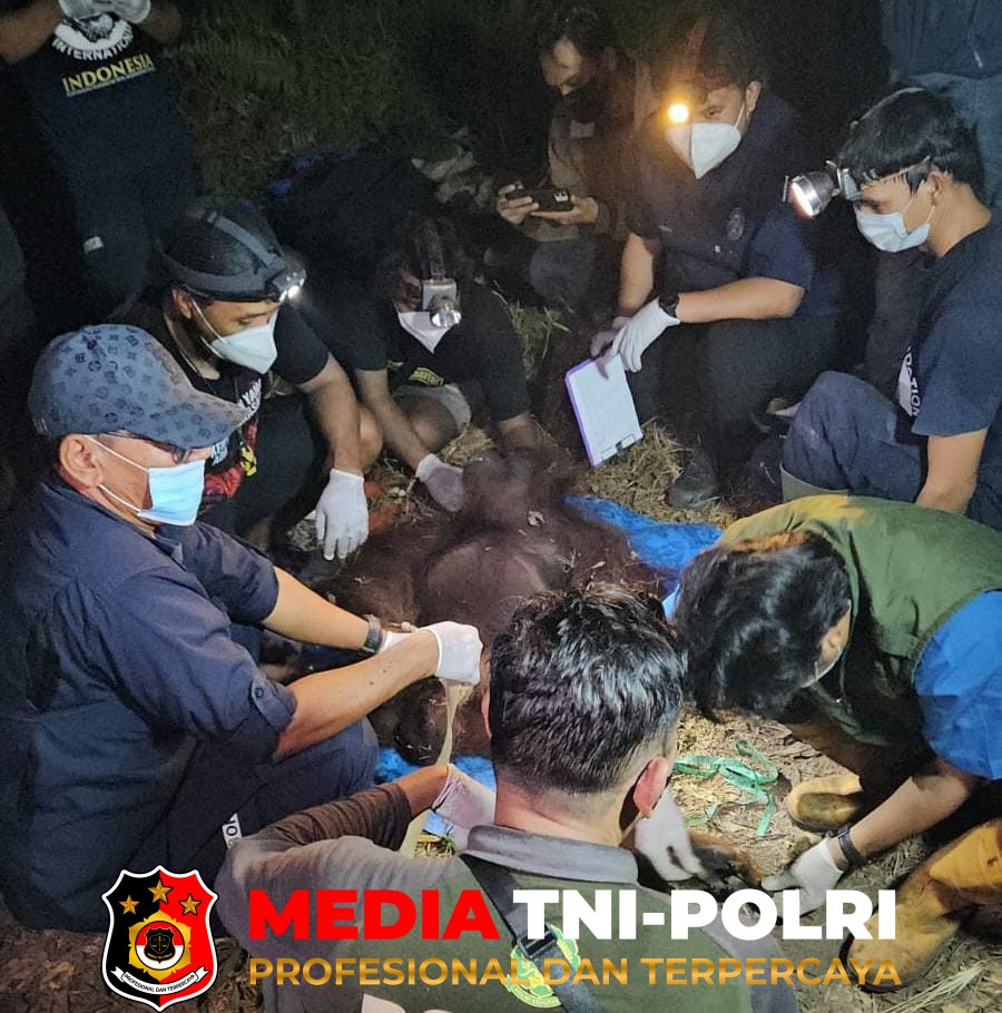 Karhutla - BKSDA dan OFI Evakuasi Orangutan di Bekas Lokasi Karhutla Sampit