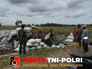 Menggema di Sragen! Aksi Nyata Koptu Agus Dwi dan Koramil Gesi Kawal Panen Raya Petani