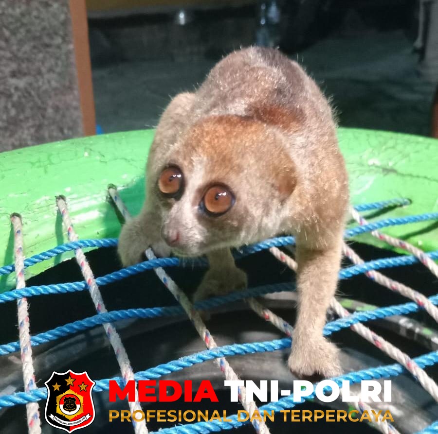 BKSDA Resort - BKSDA Resort Sampit Terima Kukang yang Diselamatkan Aktivis Lingkungan dan PT RMU