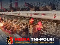 Perkuat Kemandirian - Perkuat Kemandirian Pangan dan Keterampilan WBP, Lapas Sampit Kembangkan Budidaya Ayam Petelur