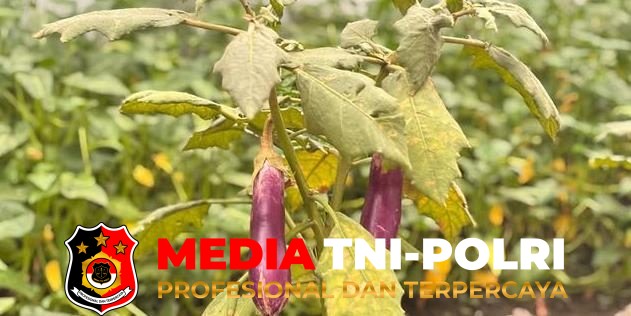 Kembangkan Budidaya - Kembangkan Budidaya Terong, Lapas Sampit Bekali WBP Keterampilan Pertanian