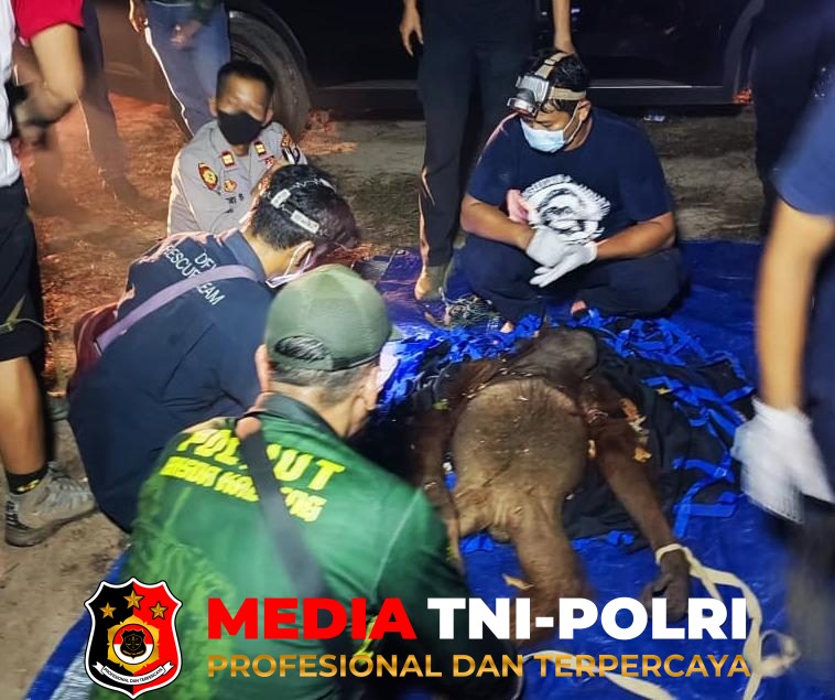 BKSDA Kalteng - BKSDA Kalteng Rescue Induk dan Anak Orangutan di Desa Kandan, Induk Alami Luka Diduga Akibat Jerat Babi