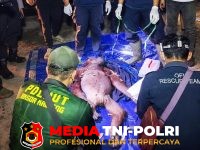 BKSDA Kalteng - BKSDA Kalteng Rescue Induk dan Anak Orangutan di Desa Kandan, Induk Alami Luka Diduga Akibat Jerat Babi