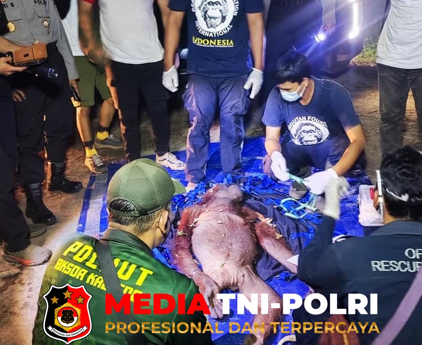 BKSDA Kalteng - BKSDA Kalteng Rescue Induk dan Anak Orangutan di Desa Kandan, Induk Alami Luka Diduga Akibat Jerat Babi
