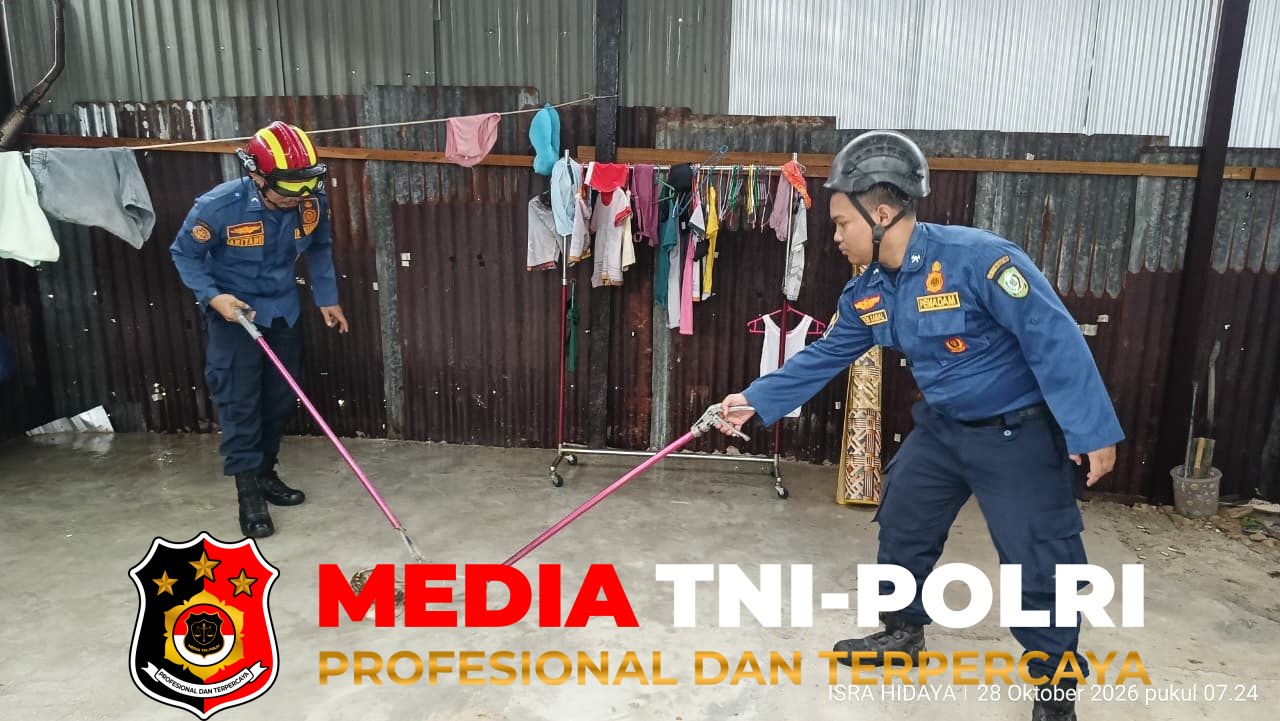 Ular Sanca - Ular Sanca Darah Borneo Masuk ke Dapur Rumah Warga, Damkarmat Kotim Lakukan Evakuasi