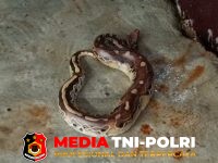Ular Sanca - Ular Sanca Darah Borneo Masuk ke Dapur Rumah Warga, Damkarmat Kotim Lakukan Evakuasi